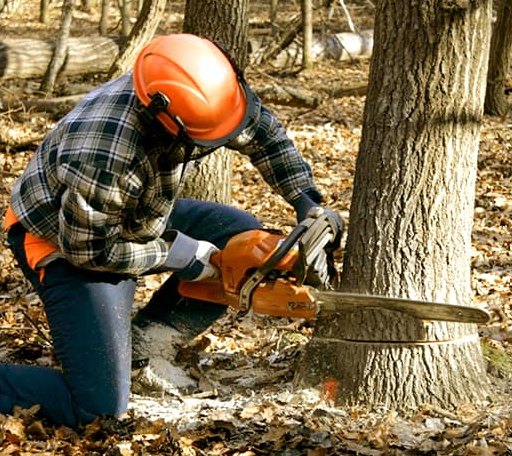 Tree Removal in Hathaway Pines, CA
